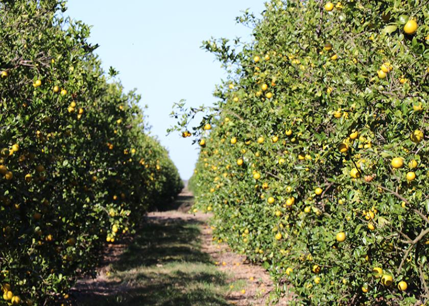 Florida citrus volume down significantly, say growershippers The Packer